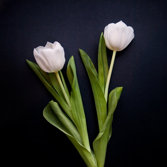 Meet your Posher, Casie - Picture 1 of 1